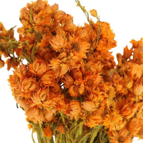 Floristik24 Strobloemen Gedroogde bloemen Oranje Klein 15g