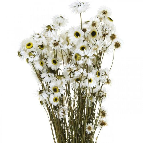 Floristik24 Acroclinium Wit, Droge Planten, Helichrysum, Droge Bloemen L20–40cm 25g