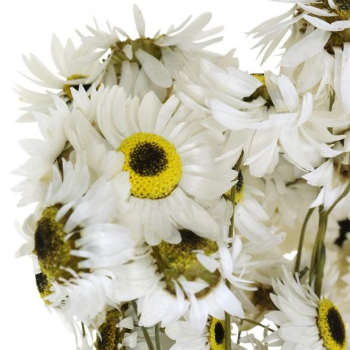 Floristik24 Acroclinium Witte, droge planten, strobloemen, droge bloemsierkunst L20–40cm 25g