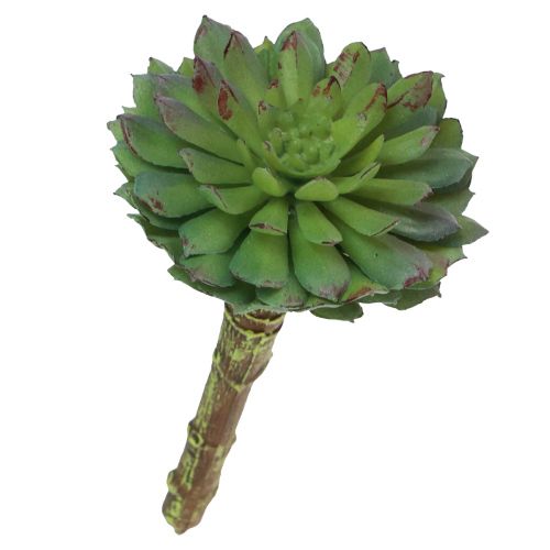 Floristik24 Vetplant Echeveria Kunst Groene Plant Groen Ø6cm 10,5cm