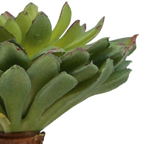 Floristik24 Vetplant Echeveria Kunst Groene Plant Groen Ø6cm 10,5cm