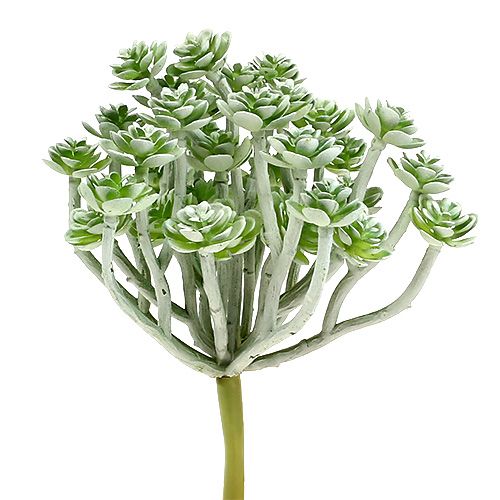 Artikel Vetplant Echeveria 17cm Grijs 3 st