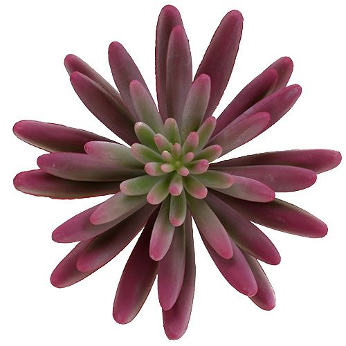 Floristik24 Vetplant 15cm paars