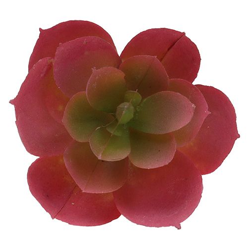 Artikel Vetplant Ø5cm Roze 6 st