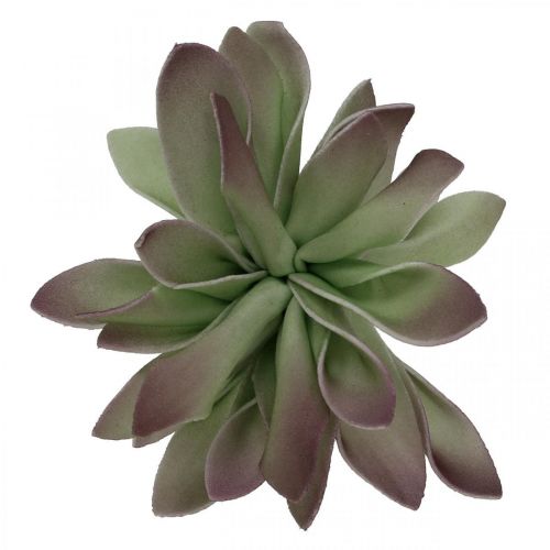 Floristik24 Succulent groen, bordeaux 10cm 12st