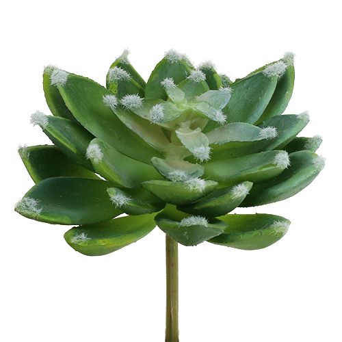 Artikel Succulent steen rose groen Ø10cm H11cm 3st