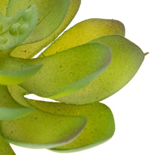 Kunstmatige groene vetplant als decoratie voor creatieve arrangementen. | Floristik24.nl