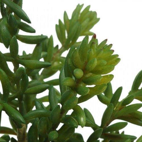 Floristik24 Succulente groene kunstplant om te plakken 25cm groen 2st