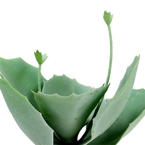 Floristik24 Succulente muurpeper L18cm 4st