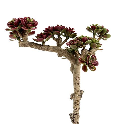 Floristik24 Succulent L 20cm groen-paars