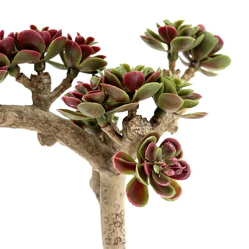 Floristik24 Succulent L 20cm groen-paars