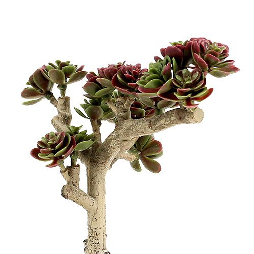 Floristik24 Succulent L 20cm groen-paars