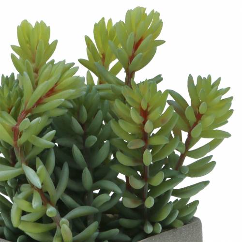 Floristik24 Sappige slangensedum in pot H16cm