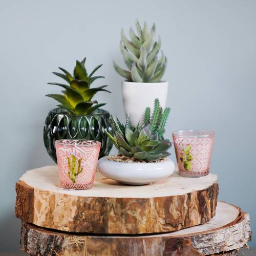 Floristik24 Vetplant in pot 17cm Groen