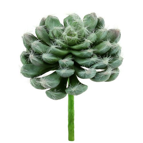 Succulent groen Ø8.5cm L13cm