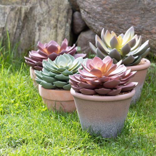 Vetplant in pot Echeveria kunst rood vintage Ø15cm H16cm