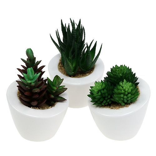 Floristik24 Succulentenmix in pot 9cm - 11cm 3st