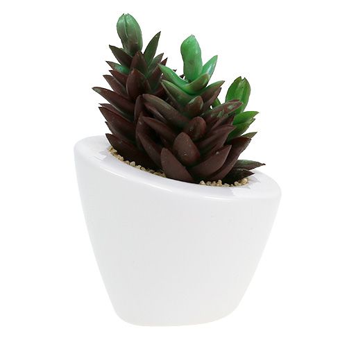 Floristik24 Succulentenmix in pot 9cm - 11cm 3st