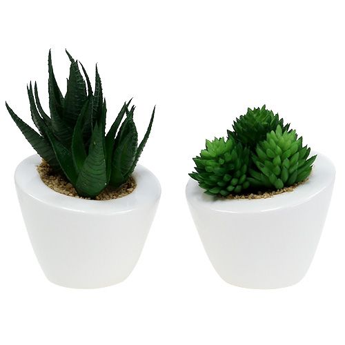 Floristik24 Succulentenmix in pot 9cm - 11cm 3st