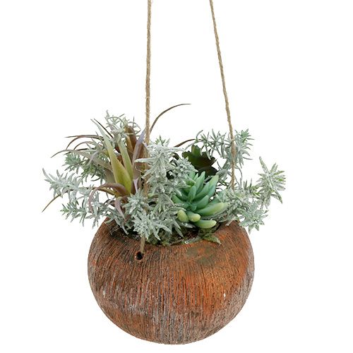Floristik24 Succulent groen in pot om op te hangen 24cm
