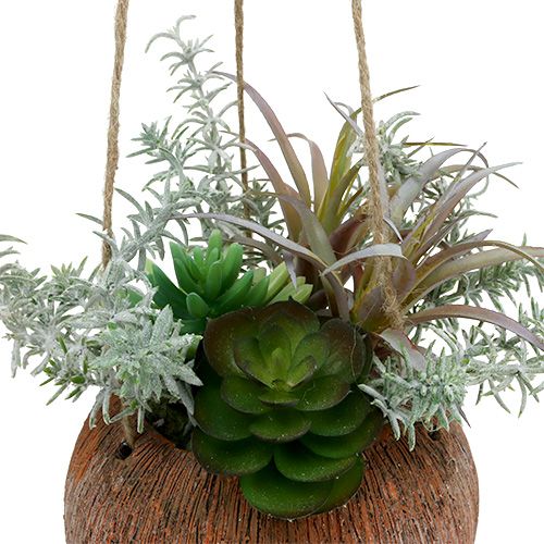 Artikel Succulent groen in pot om op te hangen 24cm