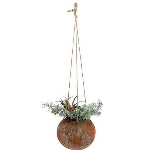 Floristik24 Succulent groen in pot om op te hangen 24cm