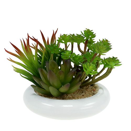 Floristik24 Vetplanten in pot Ø12cm H11cm 1st