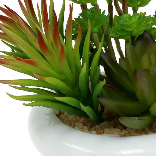 Floristik24 Vetplanten in pot Ø12cm H11cm 1st