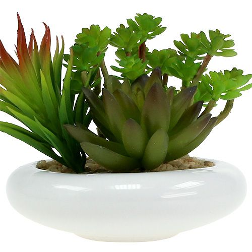 Floristik24 Vetplanten in pot Ø12cm H11cm 1st