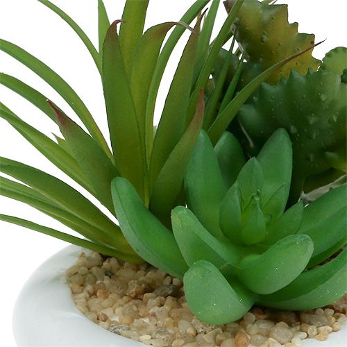 Floristik24 Vetplanten in een keramische pot Ø12cm