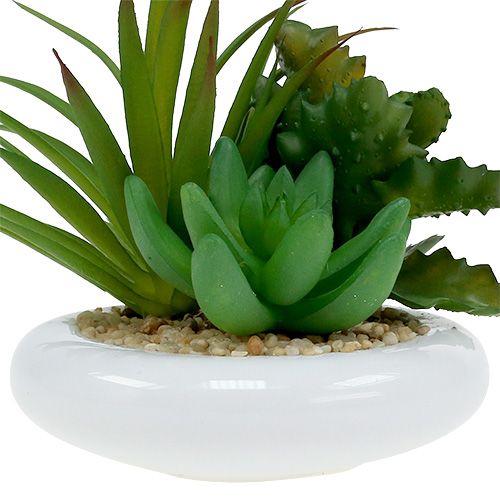 Floristik24 Vetplanten in een keramische pot Ø12cm