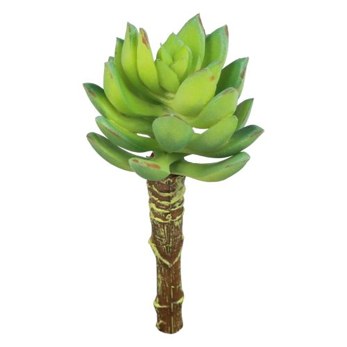 Artikel Succulent Echeveria Kunst Groene Plant Groen Ø5,5cm 12,5cm
