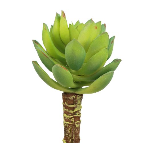 Artikel Succulent Echeveria Kunst Groene Plant Groen Ø5,5cm 12,5cm