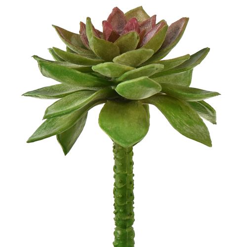 Artikel Succulente Steenroos 6cm Groen 6 Stuks