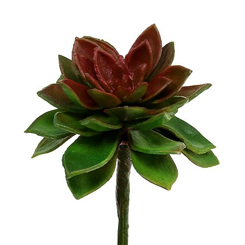 Artikel Succulente steen roos 6cm groen 6st