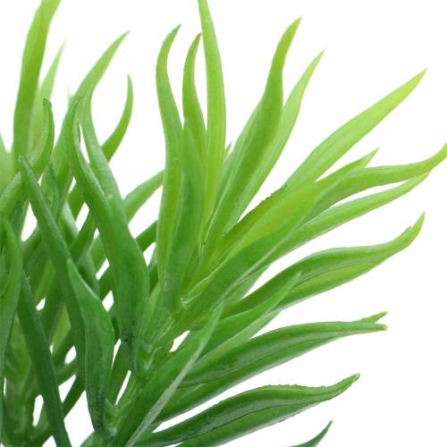 Floristik24 Succulent Senecio Jakobskruiskruid Groen 20cm