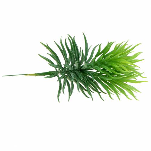 Floristik24 Succulent Senecio Jakobskruiskruid Groen 20cm