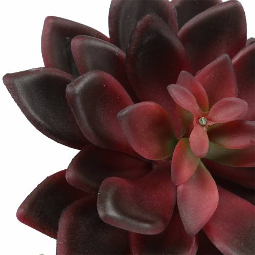 Artikel Succulent Houseleek Burgundy 12cm