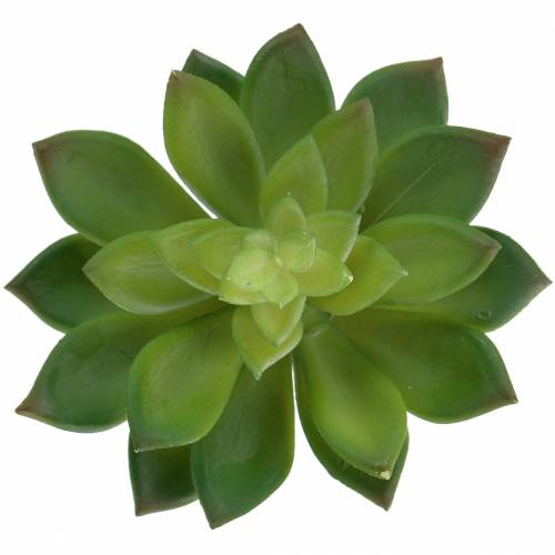 Artikel Succulent huislook groen 14cm