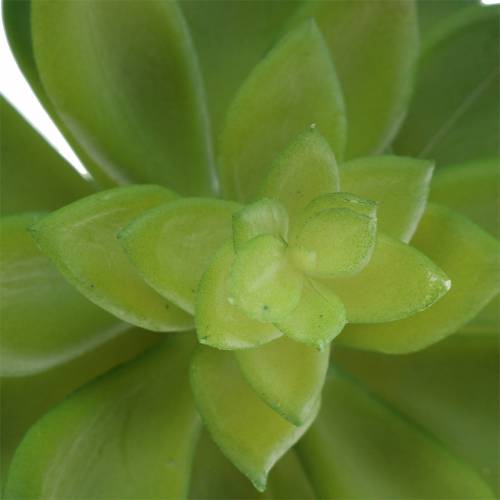 Artikel Succulent huislook groen 14cm