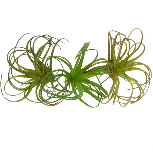 Floristik24 Tillandsia assorti 8cm 3st