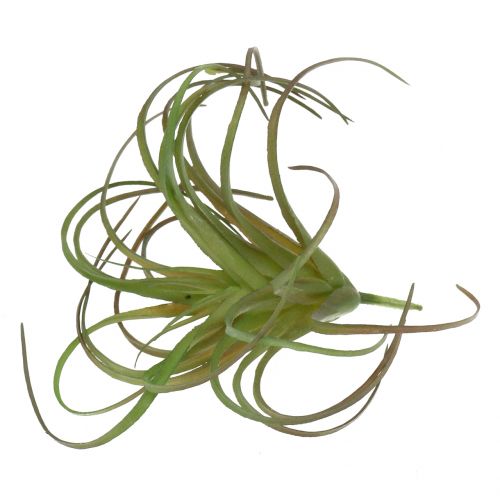Floristik24 Tillandsia assorti 8cm 3st