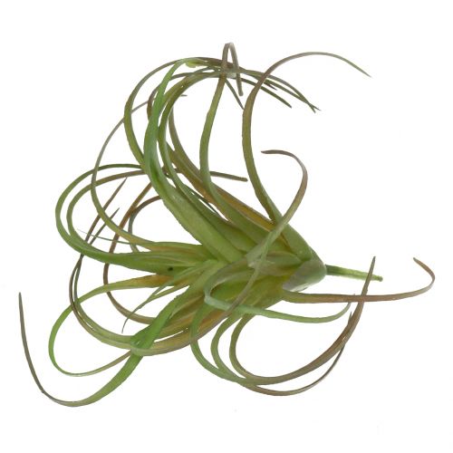 Artikel Tillandsia assorti 8cm 3st