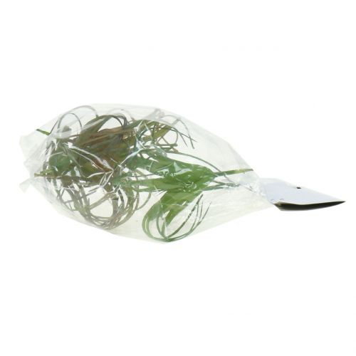 Floristik24 Tillandsia assorti 8cm 3st