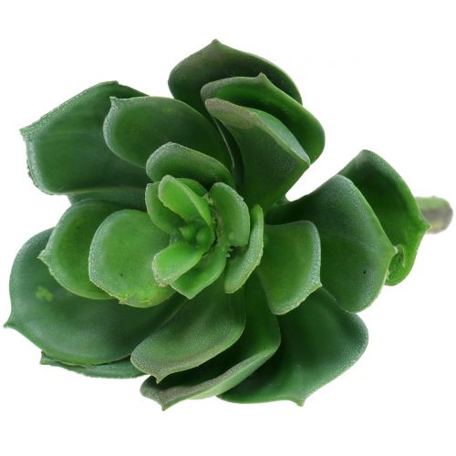 Floristik24 Vetplanten gesorteerd 11cm 3st