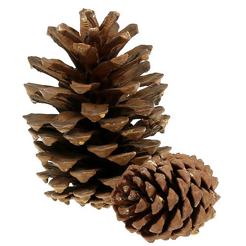Floristik24 Dennenappel mix groot 14kg