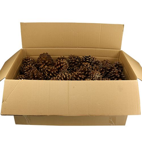 Floristik24 Dennenappel mix groot 14kg
