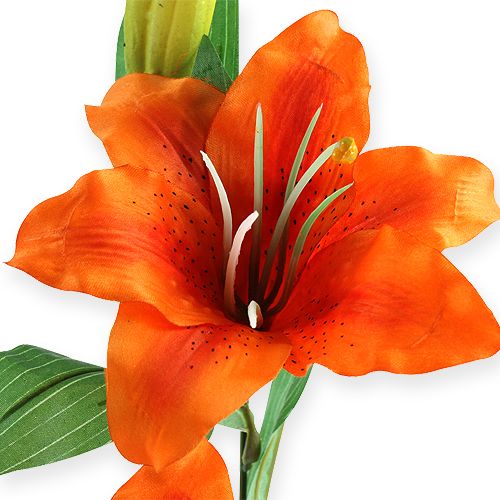Floristik24 Tijgerlelie oranje 47cm