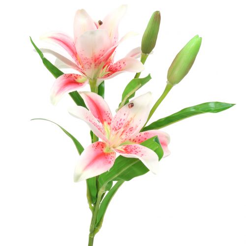 Floristik24 Tijgerlelie Roze, Wit 60cm