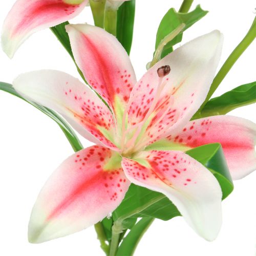 Floristik24 Tijgerlelie Roze, Wit 60cm